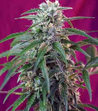 Green Poison Auto > Sweet Seeds | Autoflowering Hanfsamen  |  Hybrid